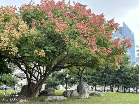 潮洋環保公園的十月風情：台灣欒樹