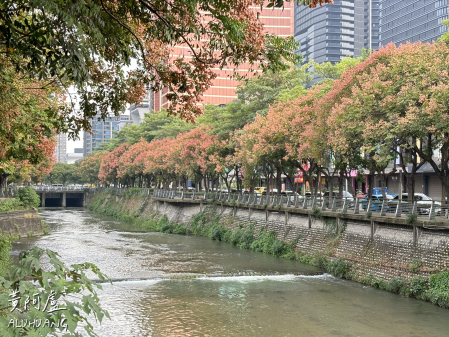 朝馬三街與朝富一街的十月風情：台灣欒樹