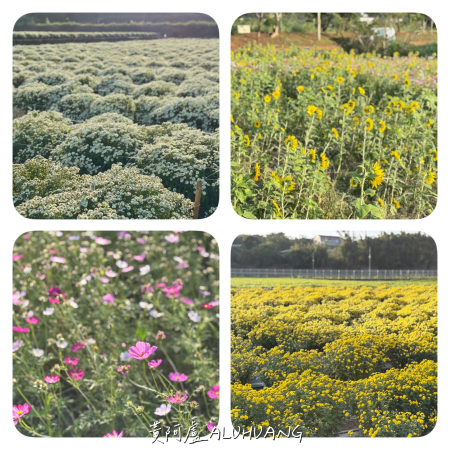 苗栗銅鑼：杭菊、波斯菊、向日葵