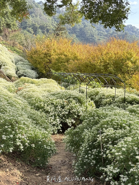 沐心泉休閒農場：黃金楓、白雪木、繡球花