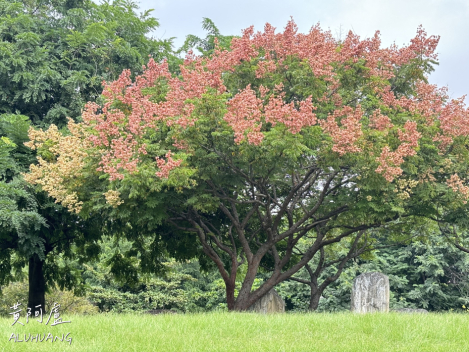 台灣欒樹