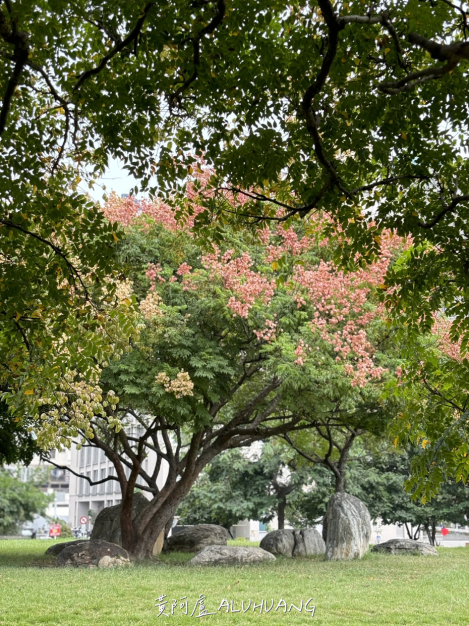 台灣欒樹