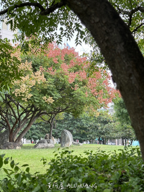 台灣欒樹