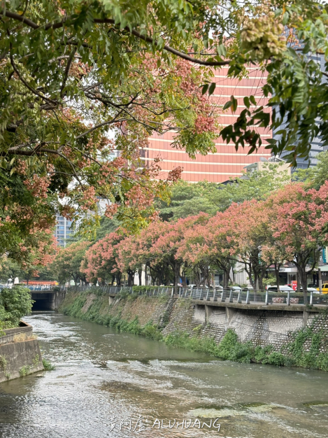 站在朝馬三街拍對面環河路的台灣欒樹