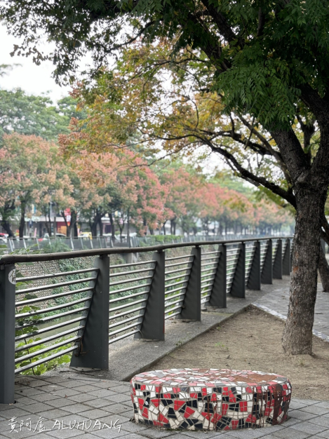 站在朝馬三街拍對面環河路的台灣欒樹