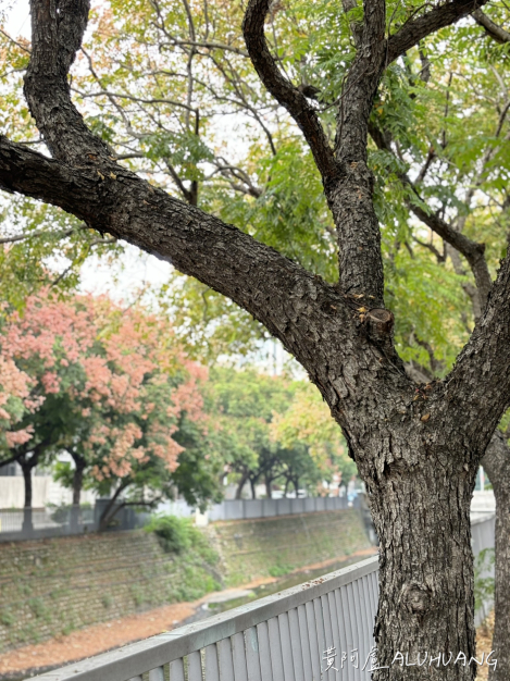 朝富一街與朝富二街的台灣欒樹