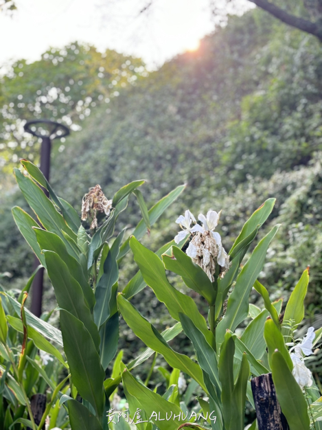 野薑花