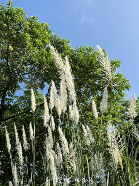 芒草