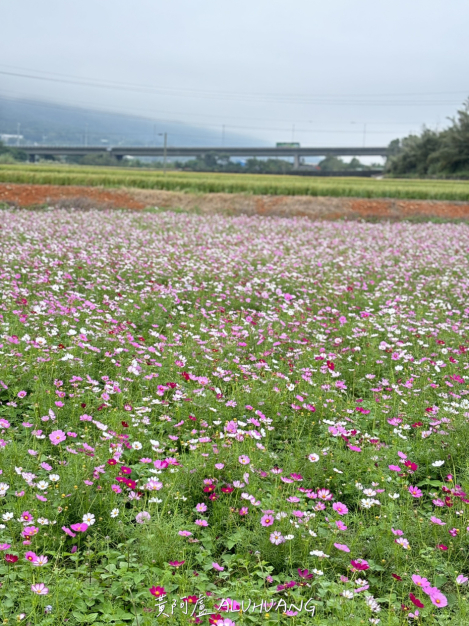 波斯菊