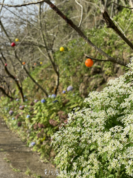 路旁的白雪木，旁邊的樹枝掛上彩球