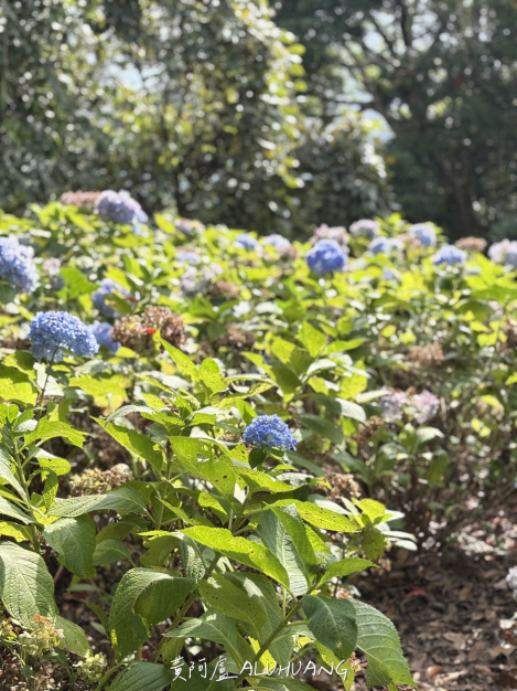 到餐廳前看到的繡球花
