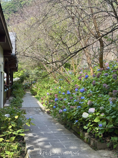 餐廳旁的繡球花