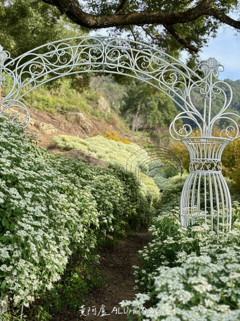 真的是一大片的白雪木