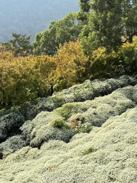 遠山、黃楓、白雪木