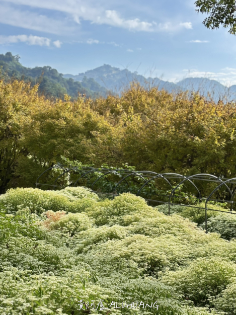 遠山、黃楓、白雪木