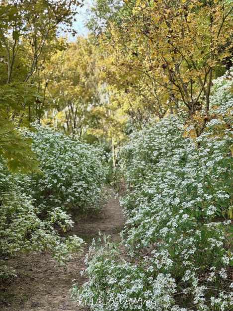 黃金楓與白雪木