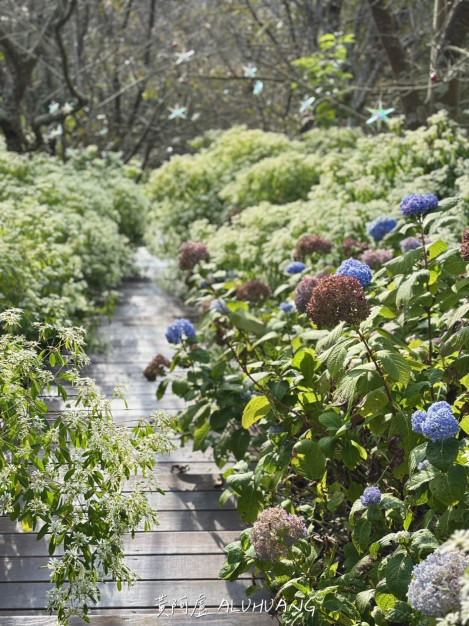 白雪木與繡球花