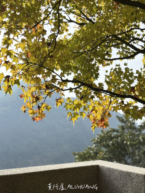 第三間廁所旁的楓葉很美