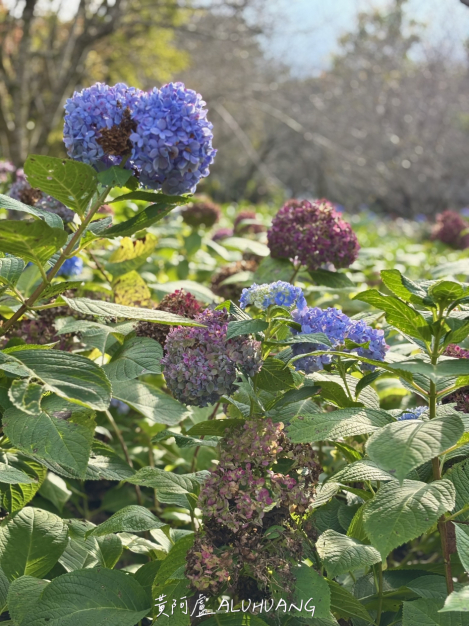 往餐廳路上的繡球花