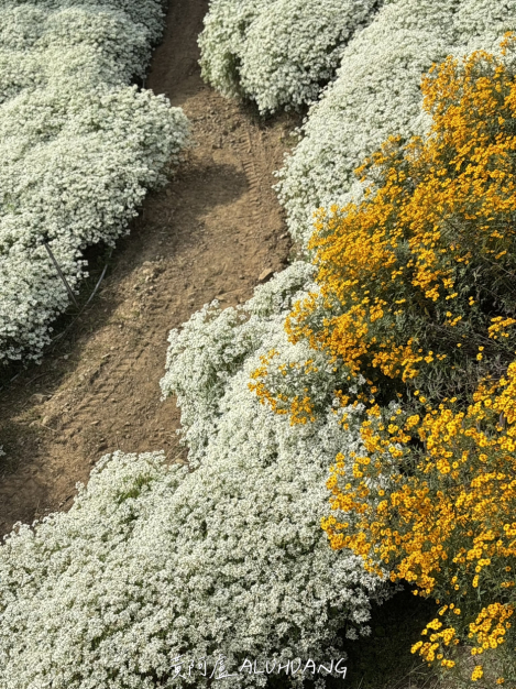 白雪木與萬壽菊