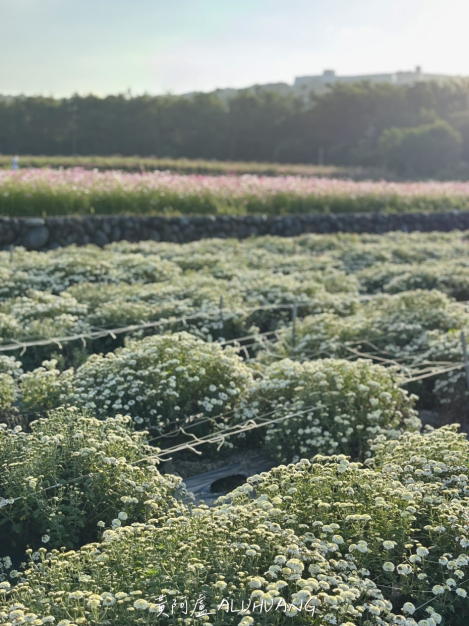 白色杭菊與遠方的波斯菊
