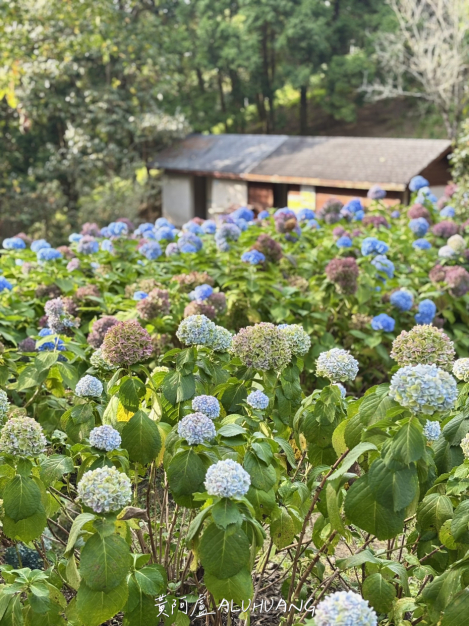 第二間廁所旁的繡球花
