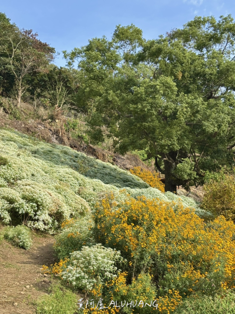 白雪木、樟樹、萬壽菊