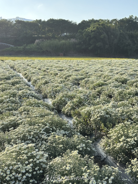 白色杭菊與遠方的稻穗