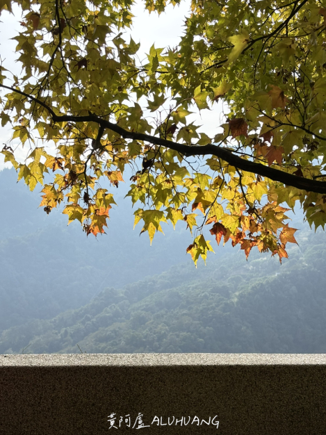 第三間廁所旁的楓葉很美